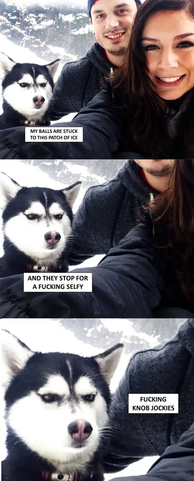 A three-panel meme featuring a husky dog with a comically unimpressed expression in a snowy setting, overlaid with text…