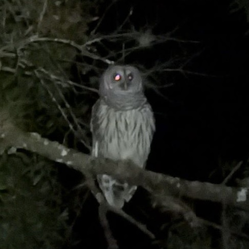 A blurry night photo shows a barred owl perched on a tree branch, its eyes glowing red from the camera flash against a dark…