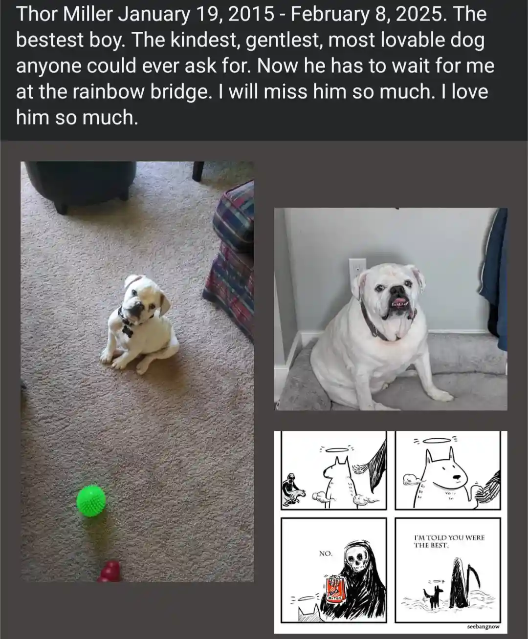 A memorial tribute to a dog named Thor Miller, showing two photos: a young white bulldog puppy sitting on carpet next to a…