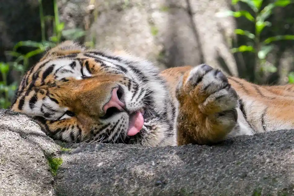 A tiger is lying on its side on a concrete ledge, eyes closed, licking its paw with its pink tongue. Its body is relaxed…