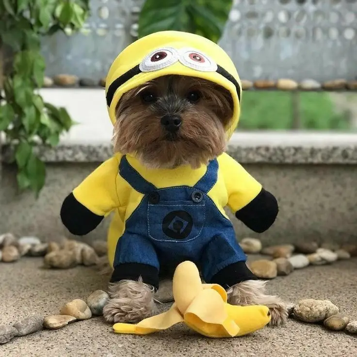 The Mischievous Minions Are Back!