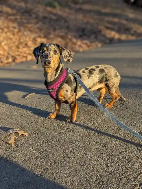 A dachshund with a black and tan spotted coat stands on a paved path, wearing a pink mesh harness and a blue leash. The dog…