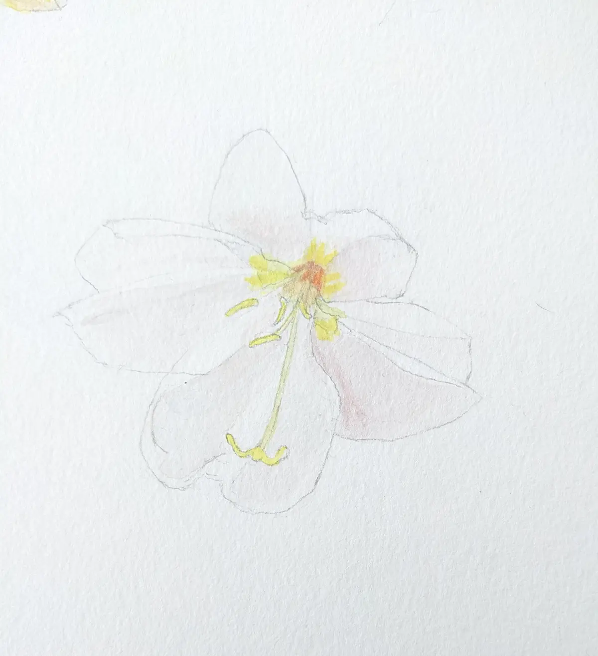 A watercolor sketch of a flower on textured white paper, with faint pencil outlines and light washes of color on the petals…