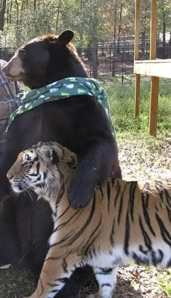 A large black bear wearing a green patterned bandana stands outdoors with a tiger walking beside it, its head resting near…