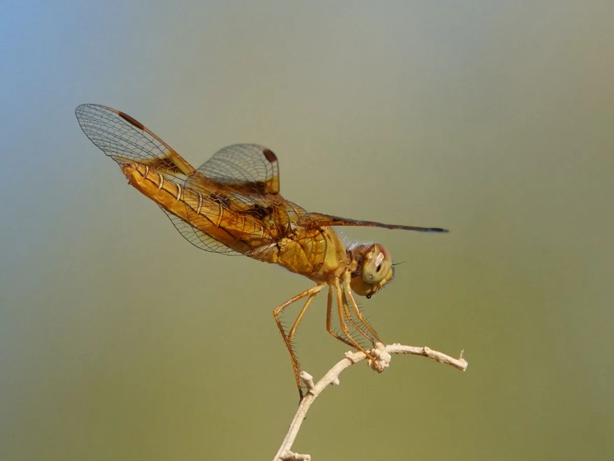 A close-up photograph of a golden-brown dragonfly perched on a thin, dry twig against a blurred green and blue background…