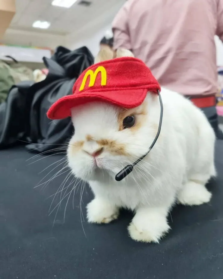 A white rabbit with brown markings wears a red McDonald's hat with a yellow 'M' logo and a black headset microphone. The…