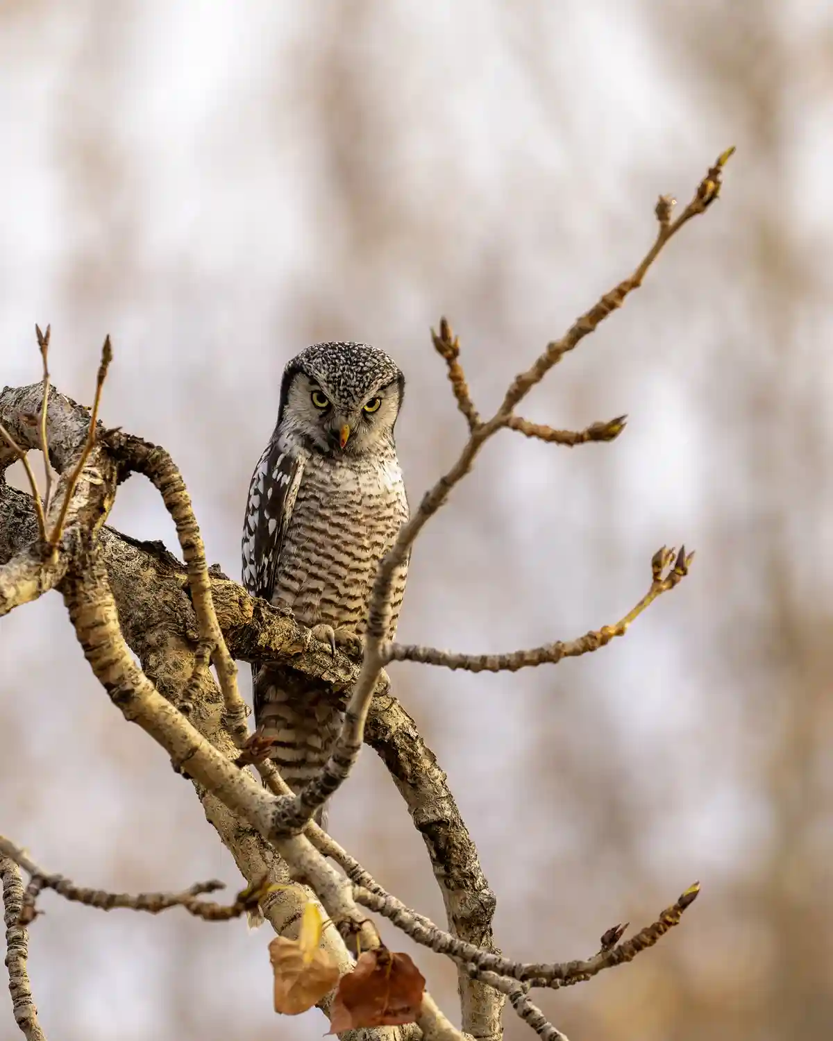 A close-up photograph of a northern hawk owl perched on a bare tree branch with budding twigs, staring intensely with bright…