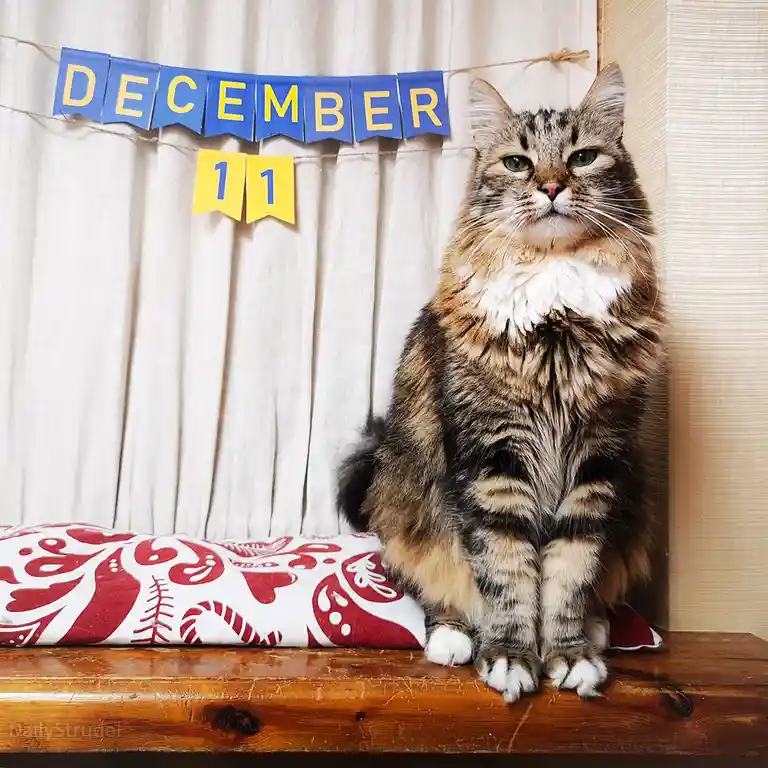 Mark your calendars: December 11