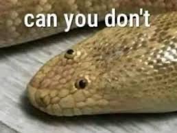 A close-up image of a snake's head, likely a python or similar species, resting on a wooden surface. The snake has a calm…