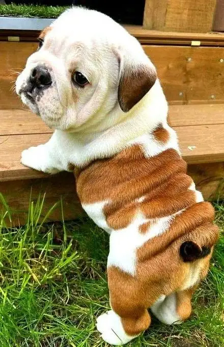 A brown and white bulldog puppy stands on its hind legs, front paws resting on a wooden step, looking upward with a slightly…