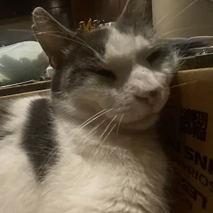 A close-up photo of a gray and white cat with one eye half-closed and a relaxed expression, resting its head against a…