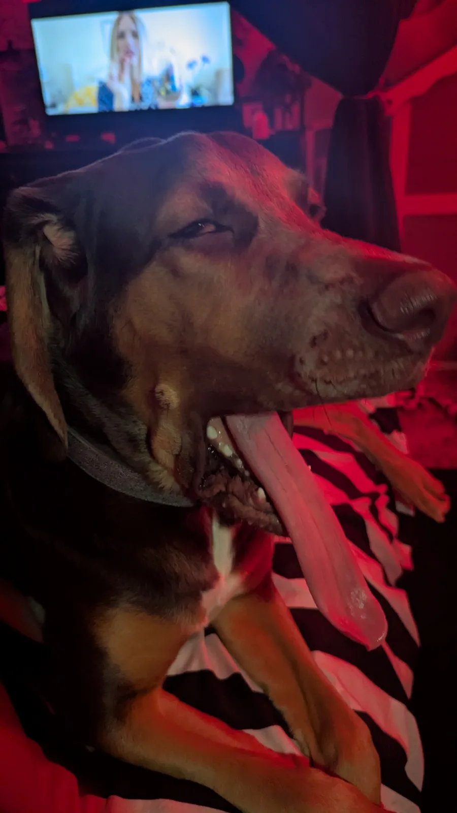 A close-up of a brown and black dog with its tongue hanging out, sitting on a black and white striped blanket in a dimly lit…