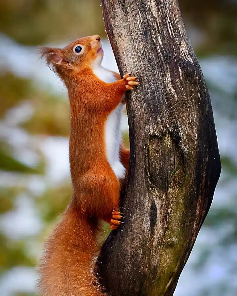 A red squirrel with a white underbelly is clinging to a dark, textured tree trunk, looking upward with its mouth slightly…