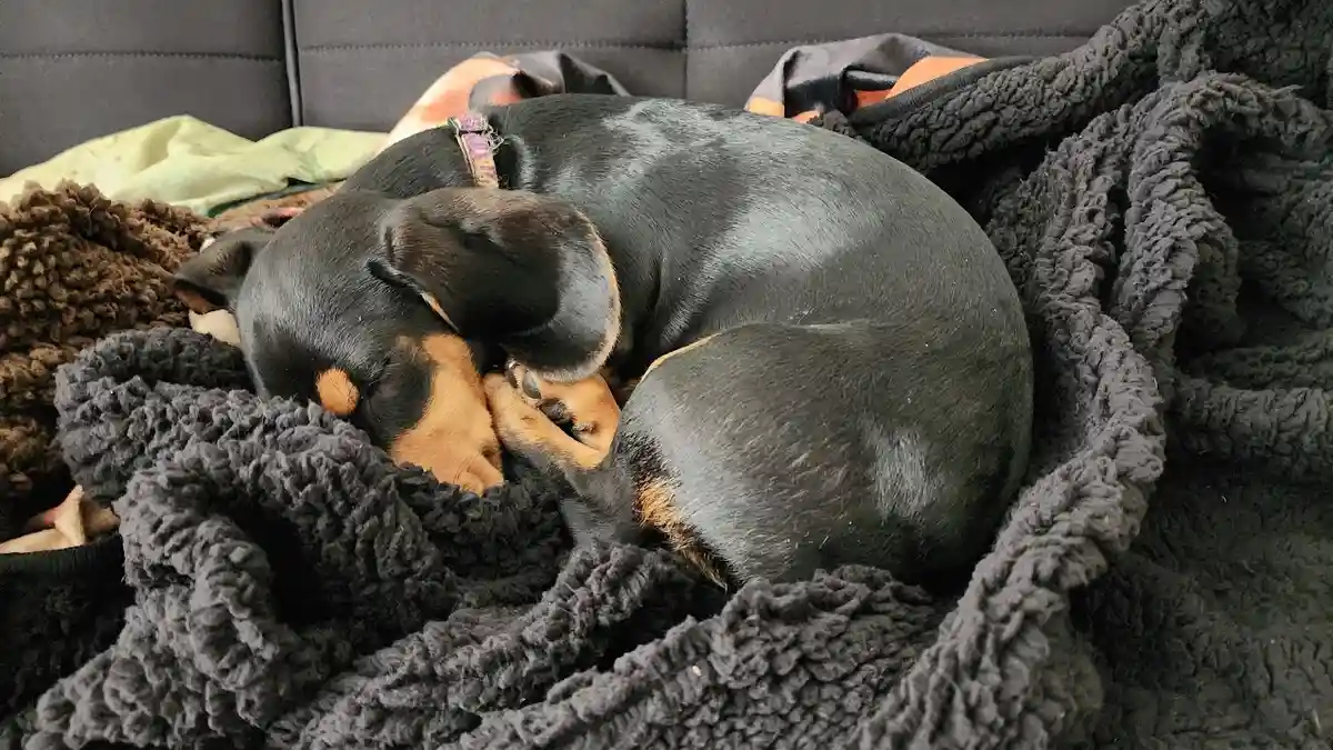 A black and tan dachshund is curled up tightly in a ball on a dark grey fluffy blanket, sleeping soundly with its paws…