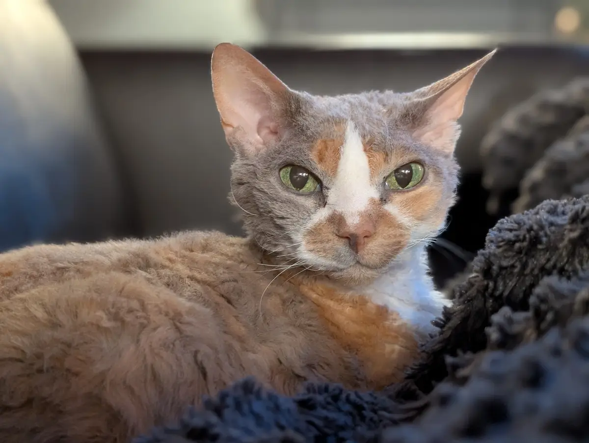 A close-up photo of a cat with curly, light brown and white fur, green eyes, and pointed ears, looking directly at the…