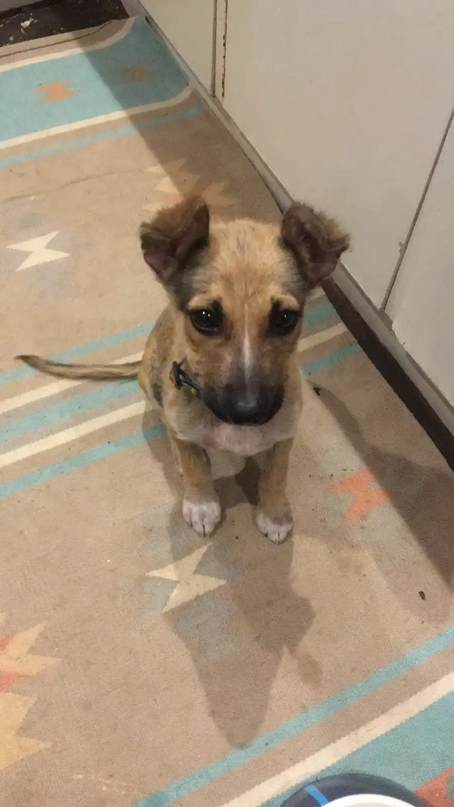 A small brown and tan puppy with floppy ears and a colorful collar sits on a patterned rug with stars and stripes, looking…