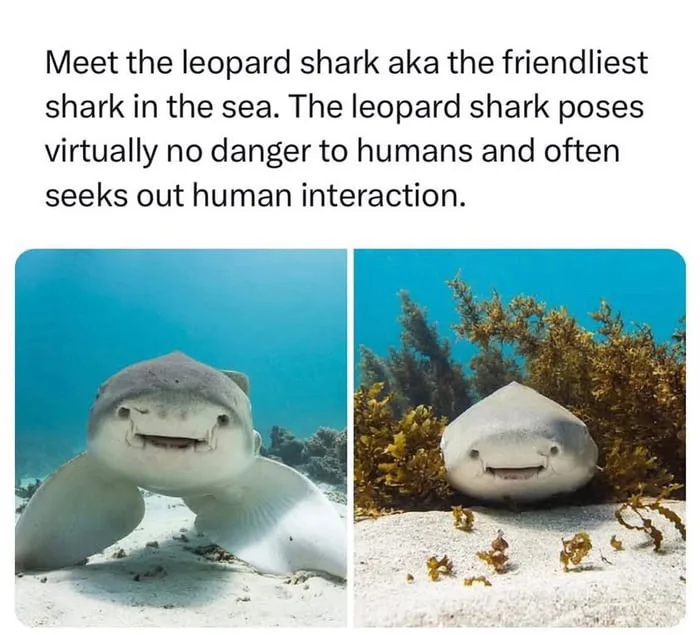 Two underwater photos of a leopard shark with a wide, toothy grin, one looking directly at the camera and the other peeking…