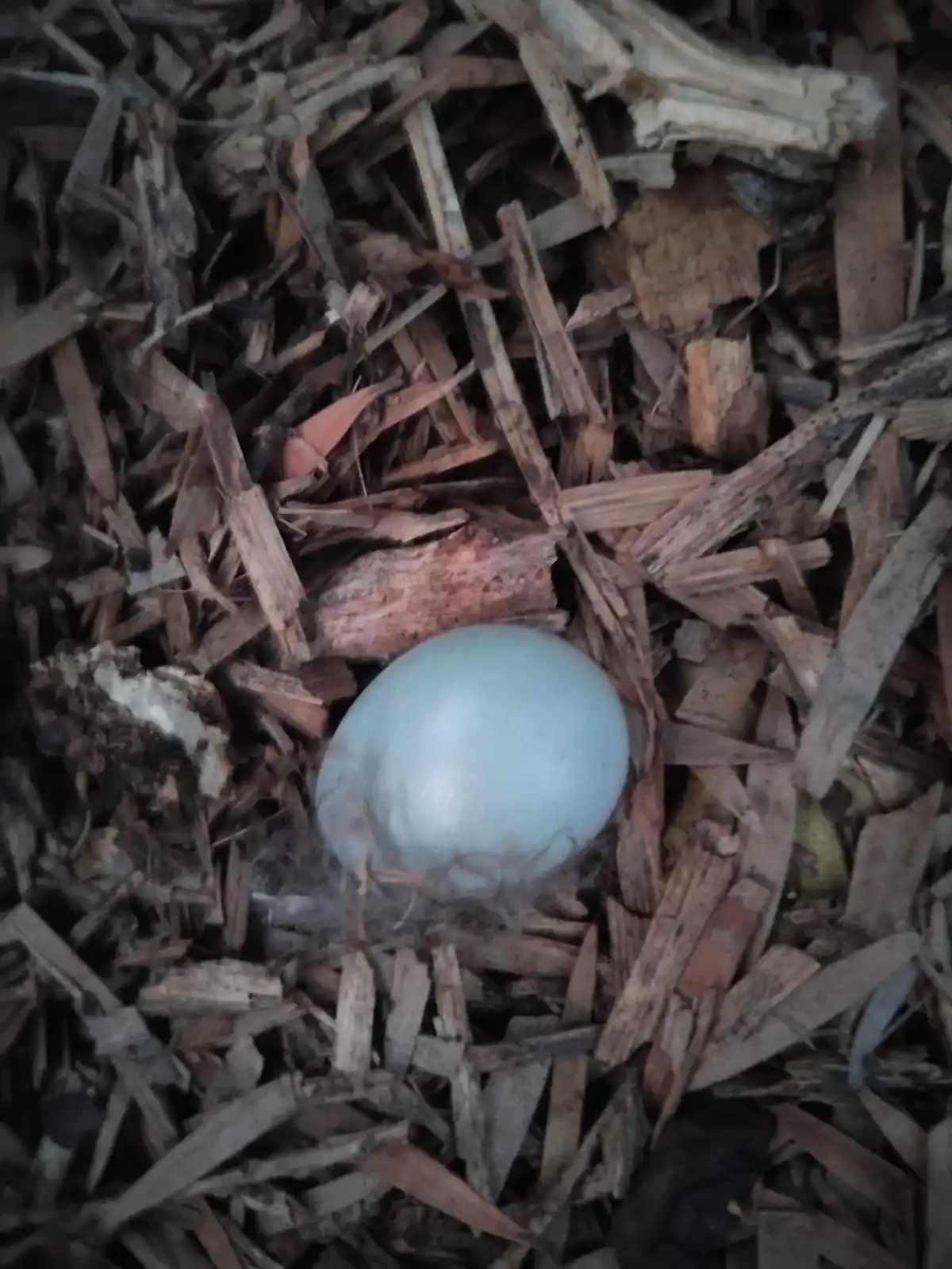 A single, smooth, pale blue egg rests nestled among brown wood chips and mulch, with some dark soil and stray fibers nearby…