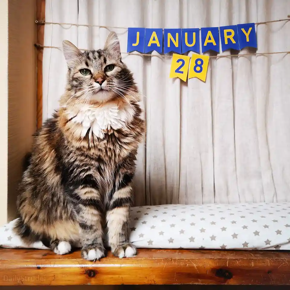 A fluffy tabby cat with a white ruff sits regally on a wooden shelf, looking upward with a bored expression. Behind it, a…