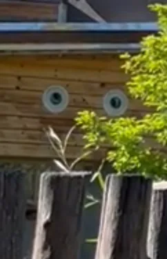 A wooden structure, possibly a birdhouse or shed, has two circular white objects with black centers mounted on its side…