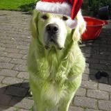 a golden retriever with unnaturally bright green fur stands on a paved surface, wearing a red and white santa hat. The dog…