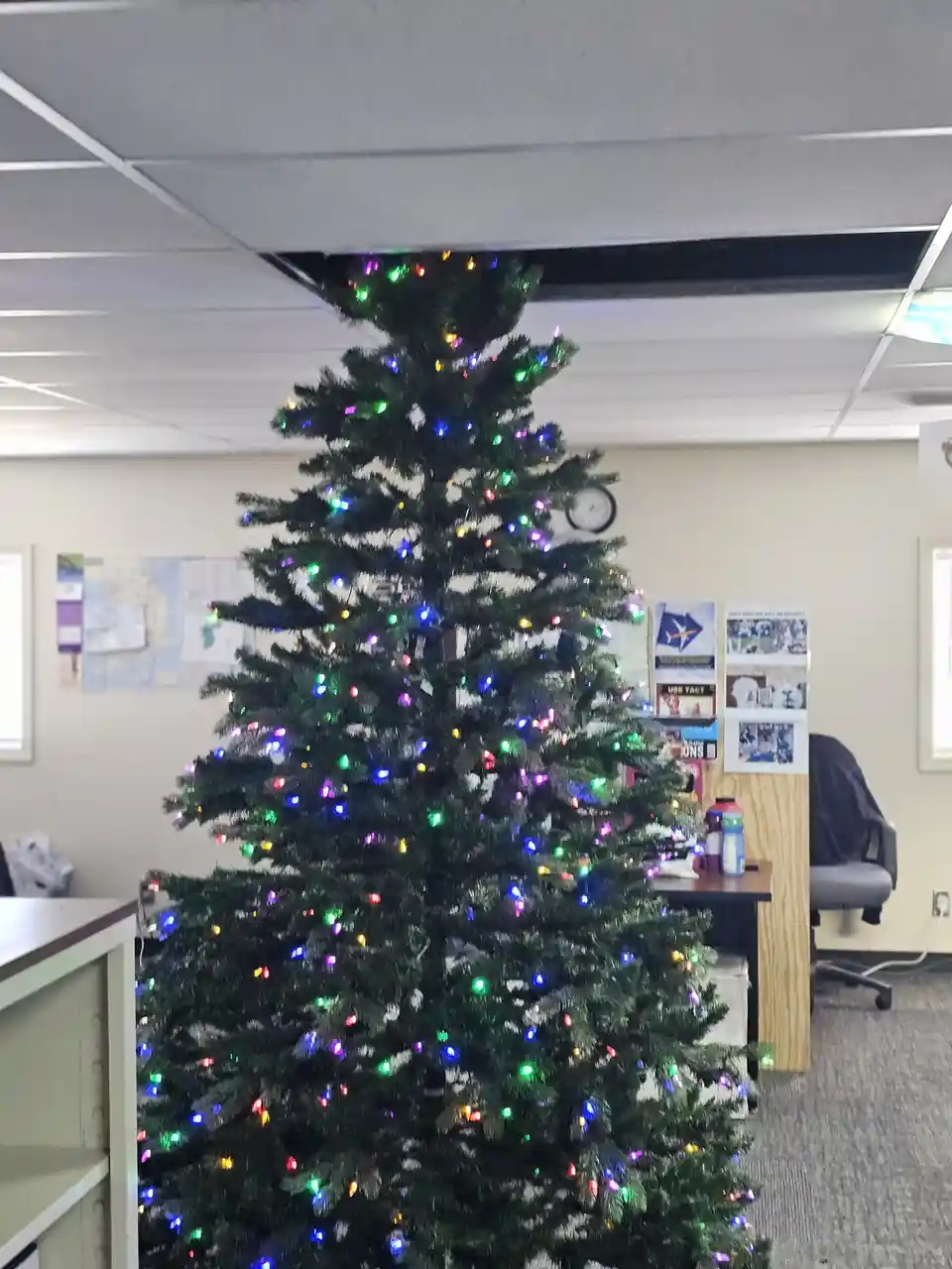 A tall, decorated Christmas tree with multicolored lights stands in an office, its top visibly protruding above the ceiling…