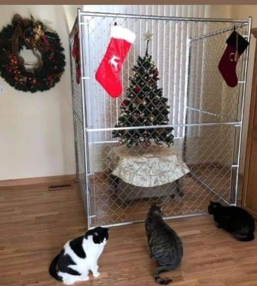 three cats sit on a wooden floor staring at a small decorated christmas tree placed inside a large metal dog kennel. The…