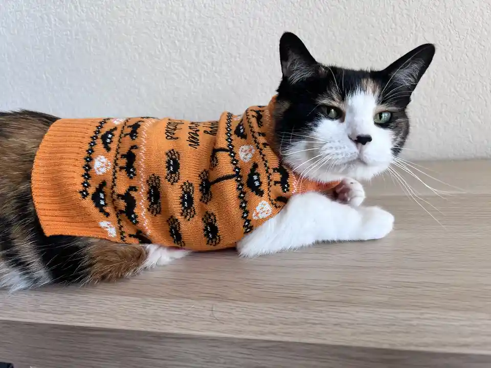 A calico cat with green eyes lies on a wooden surface wearing an orange knitted sweater decorated with black and white…