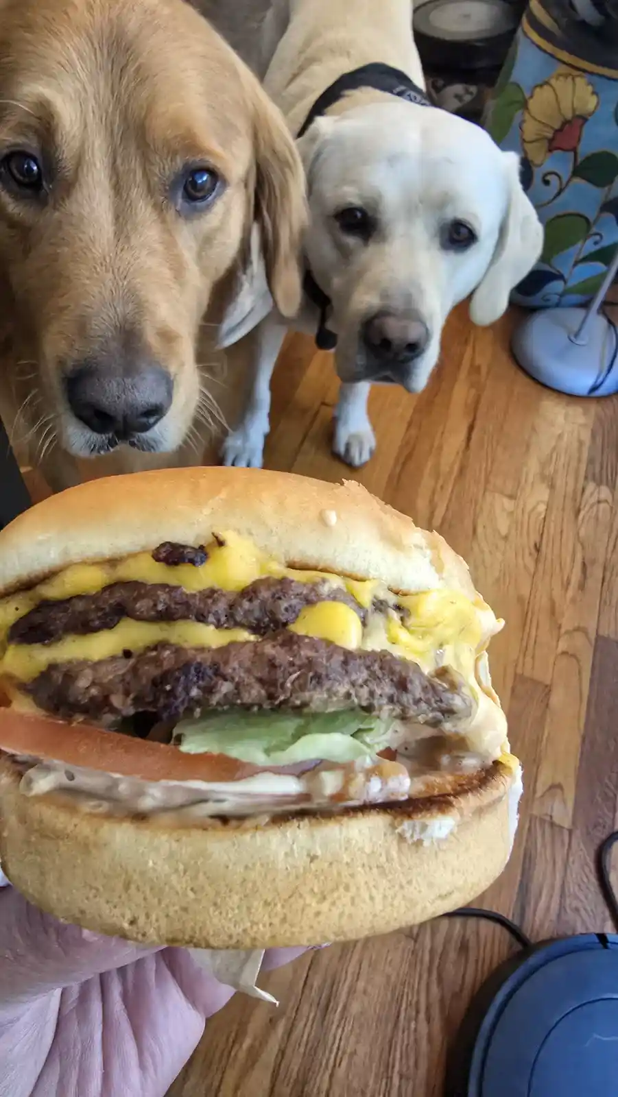 Two dogs, one golden retriever and one yellow lab, stare intently at a large double cheeseburger held up by a hand. The…