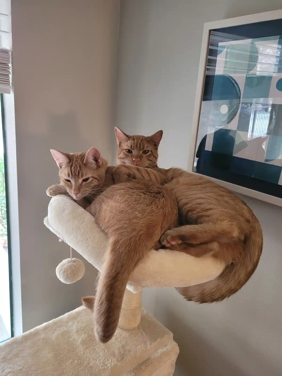 Two ginger cats are curled up together on a cream-colored cat tree perch, looking directly at the camera with a relaxed but…