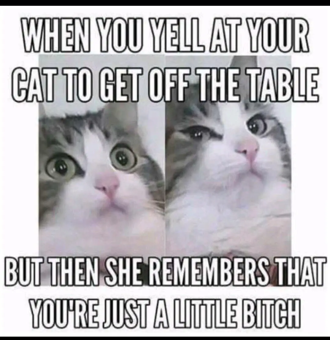 The image shows a split-screen of a fluffy gray and white cat. On the left, the cat has wide, startled eyes. On the right…