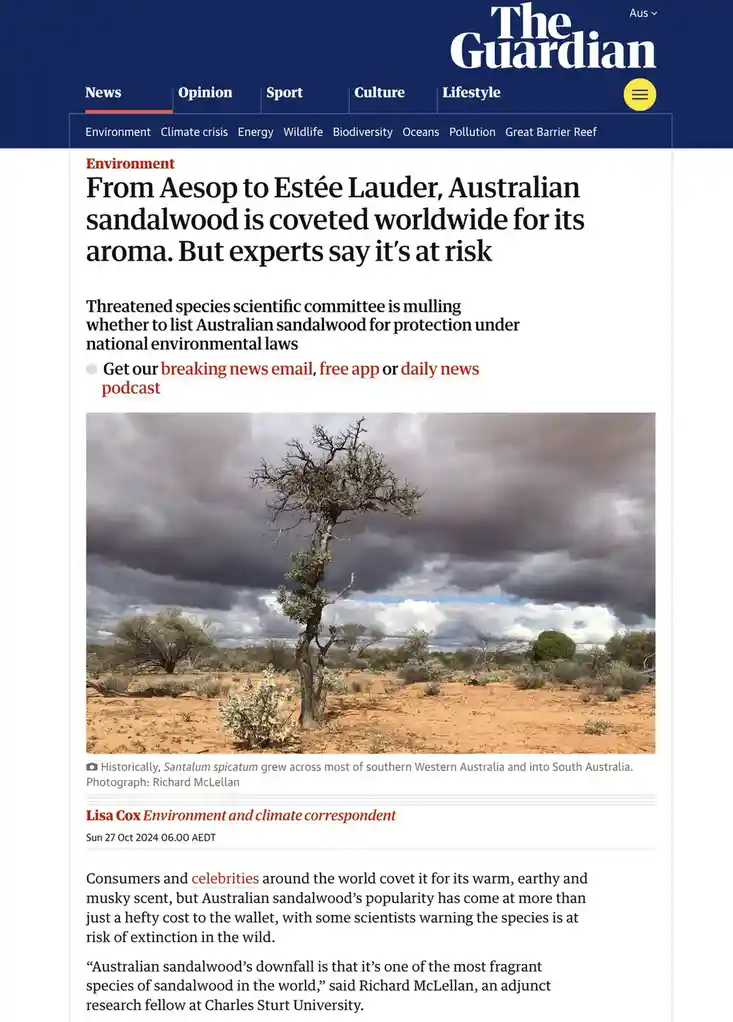 A screenshot of a The Guardian news article about Australian sandalwood, featuring a photo of a lone, gnarled tree in an…