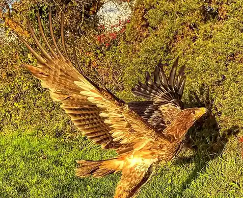 A large bird of prey, likely a golden eagle, is captured mid-motion with wings spread wide, standing on green grass in front…