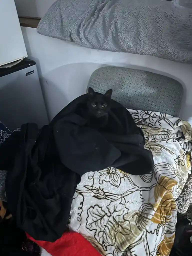 A black cat sits on a chair draped in a black blanket, looking directly at the camera with wide eyes. The chair is covered…