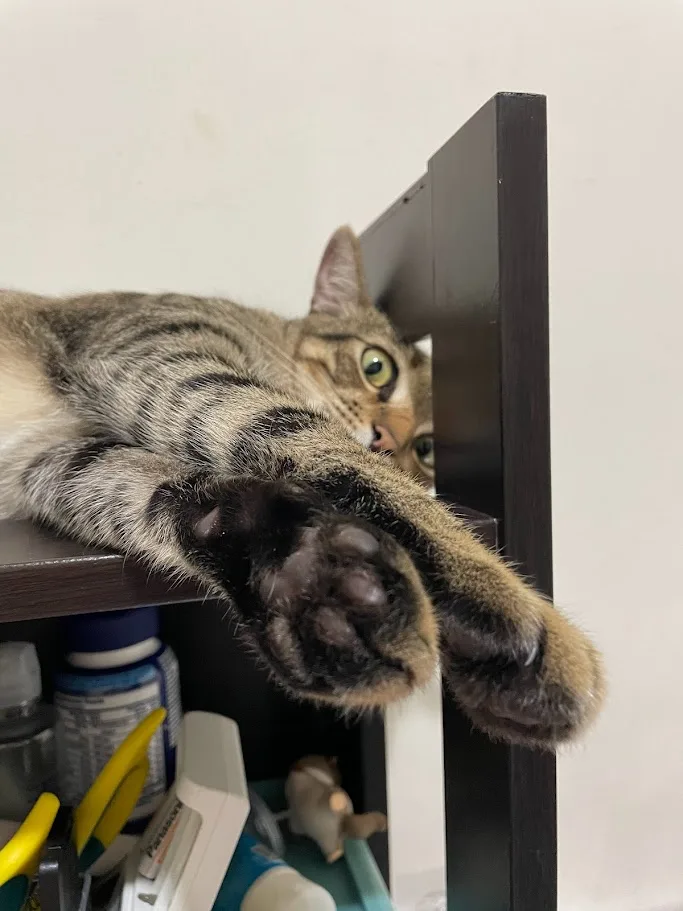 A tabby cat is lounging on a dark wooden shelf, its body stretched out with one paw dangling down, peeking over the edge…
