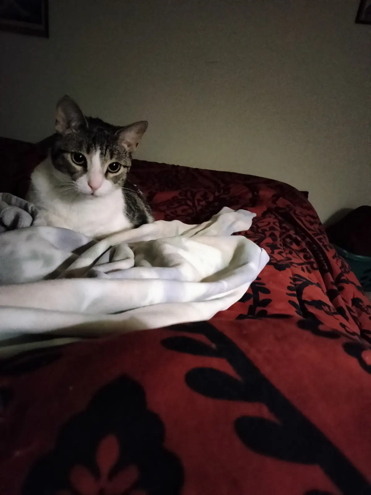 A tabby and white cat sits on a bed with a red and black patterned comforter, partially covered by a white blanket, looking…