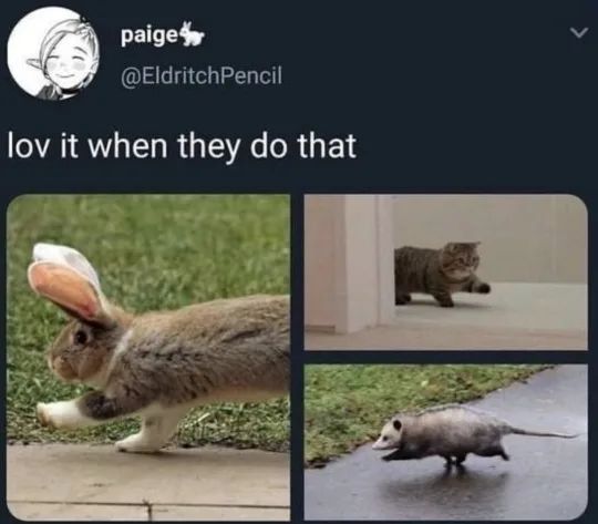 A three-panel meme collage shows a rabbit with one ear flopped back and one upright, a cat peeking cautiously from a…