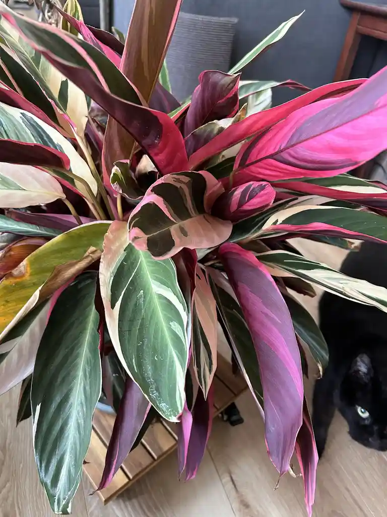 A vibrant, multi-colored houseplant with pink, green, and cream leaves sits on a wooden stand, while a black cat with…