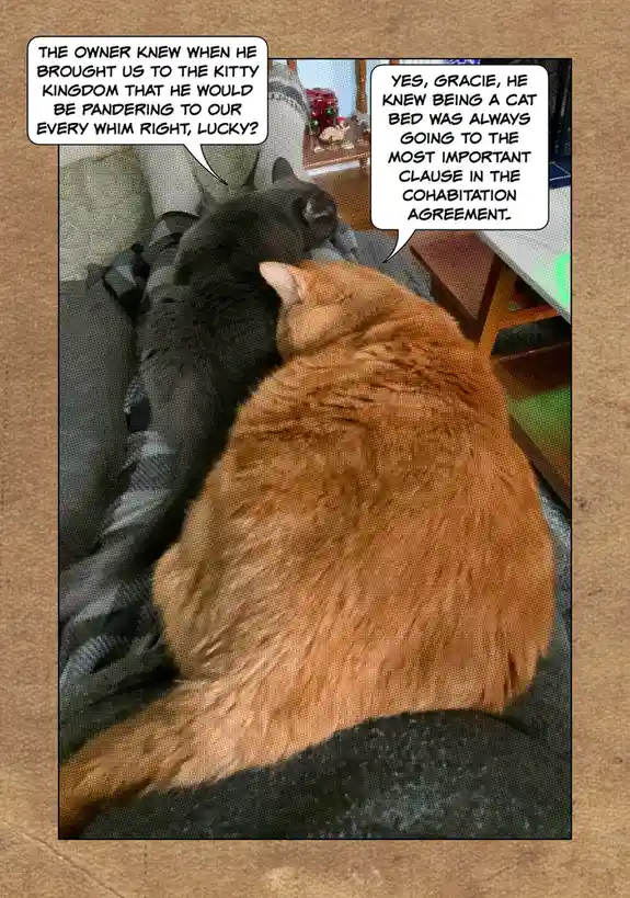 Two cats, one black and one orange, are cuddled together on a dark gray couch. The black cat has a speech bubble saying…