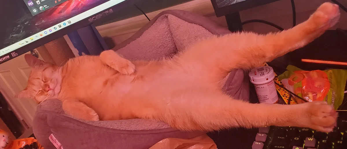 An orange tabby cat is lying on its back in a plush cat bed, appearing deeply asleep with its paws stretched out. The cat is…