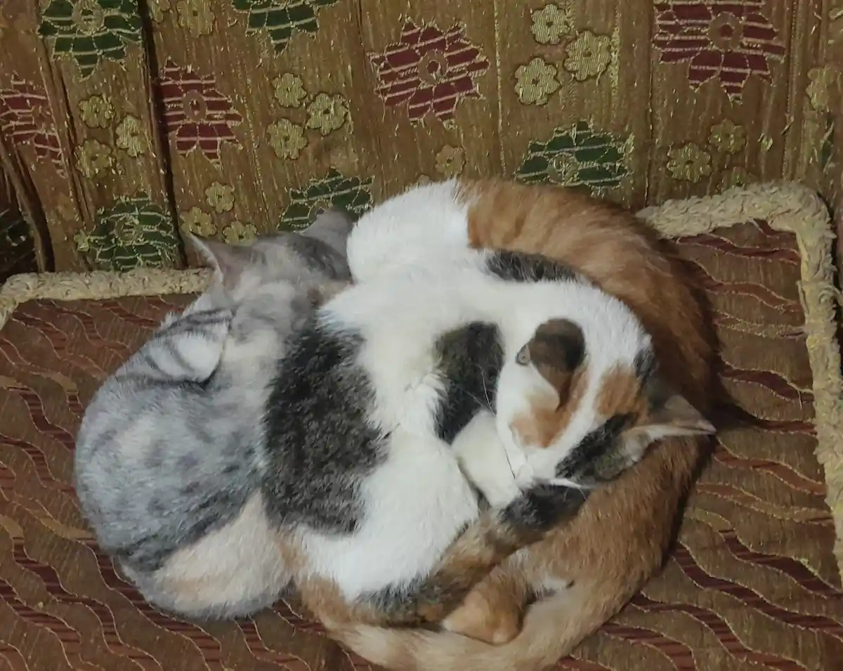 Three cats are curled up in a tight, cozy pile on a vintage-style couch with a floral and geometric pattern in brown, red…