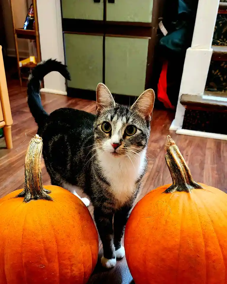 A tabby cat with a white chest and paws stands between two large orange pumpkins on a hardwood floor, looking directly at…