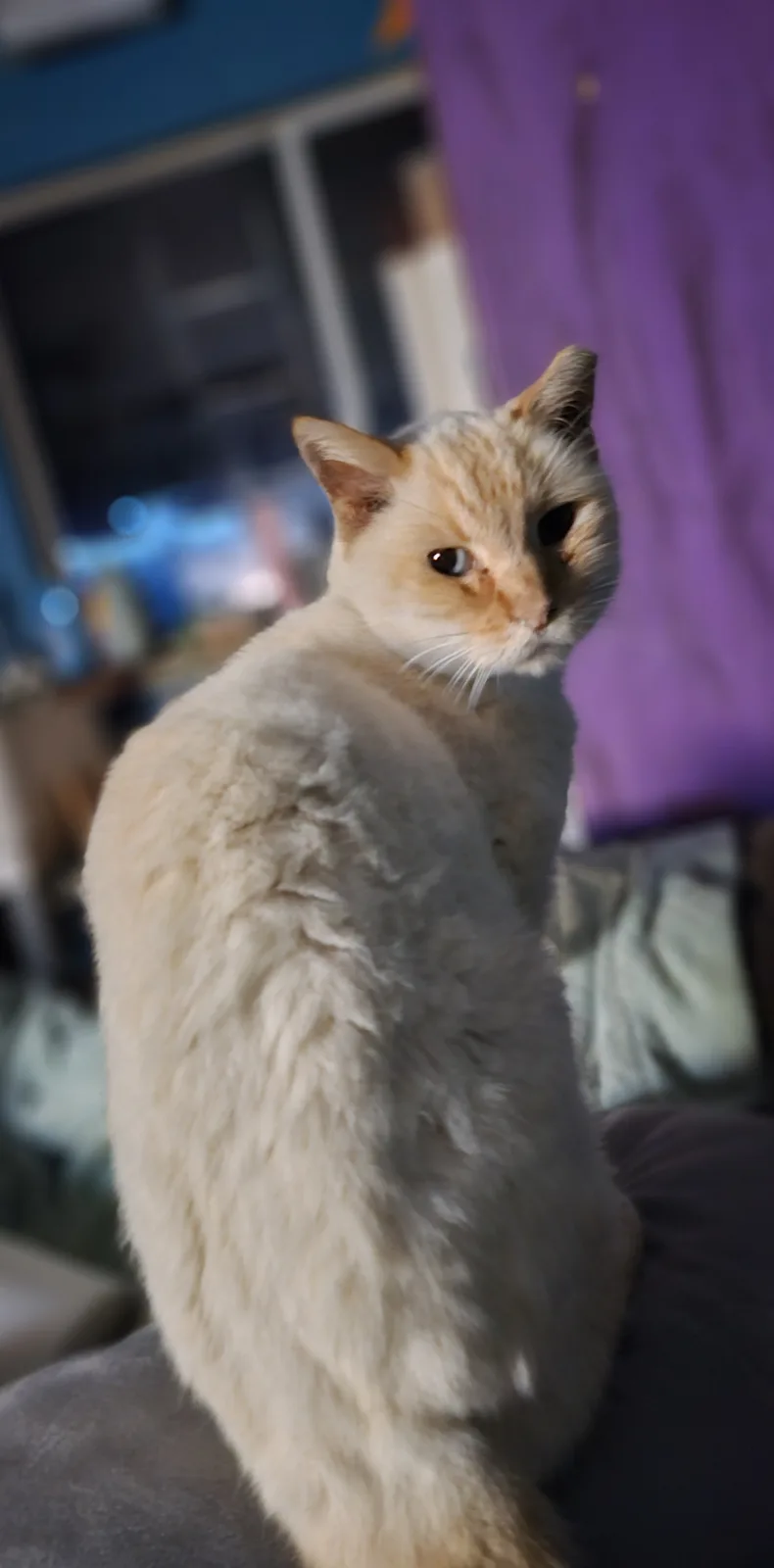A fluffy cream-colored cat with orange markings sits on someone's lap, looking away with a bored or unimpressed expression…