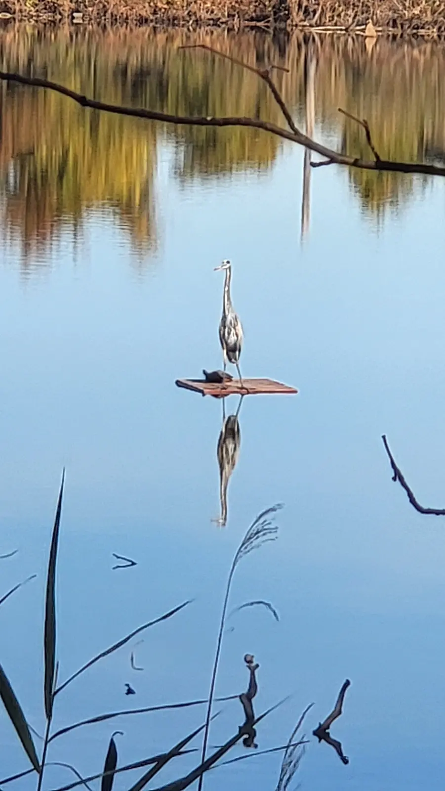 A heron stands on a floating wooden board in calm water, with its clear reflection directly beneath it. The overlaid text…