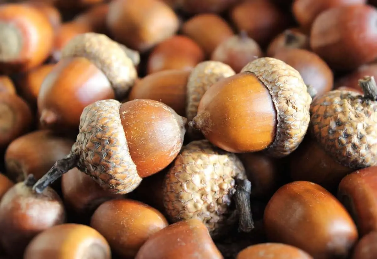 A close-up photograph shows a pile of acorns, with their characteristic smooth, brown nuts and textured, woody caps. The…