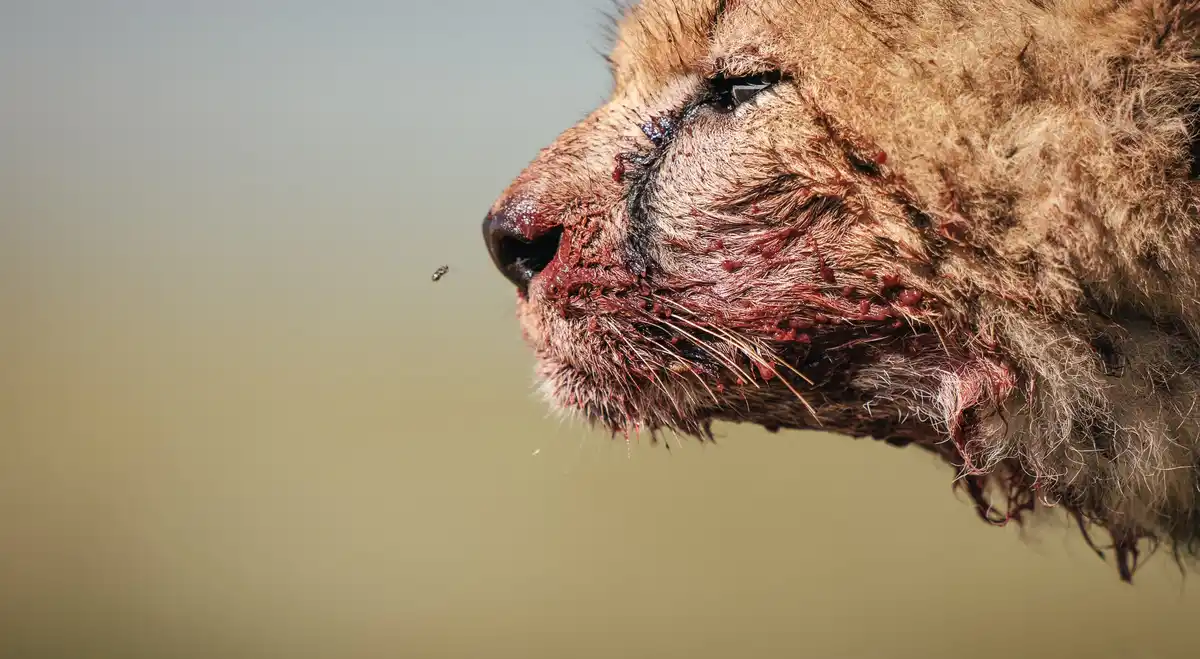 A close-up of a severely injured lion's face, covered in blood and gore, with a small fly hovering near its nose. The…