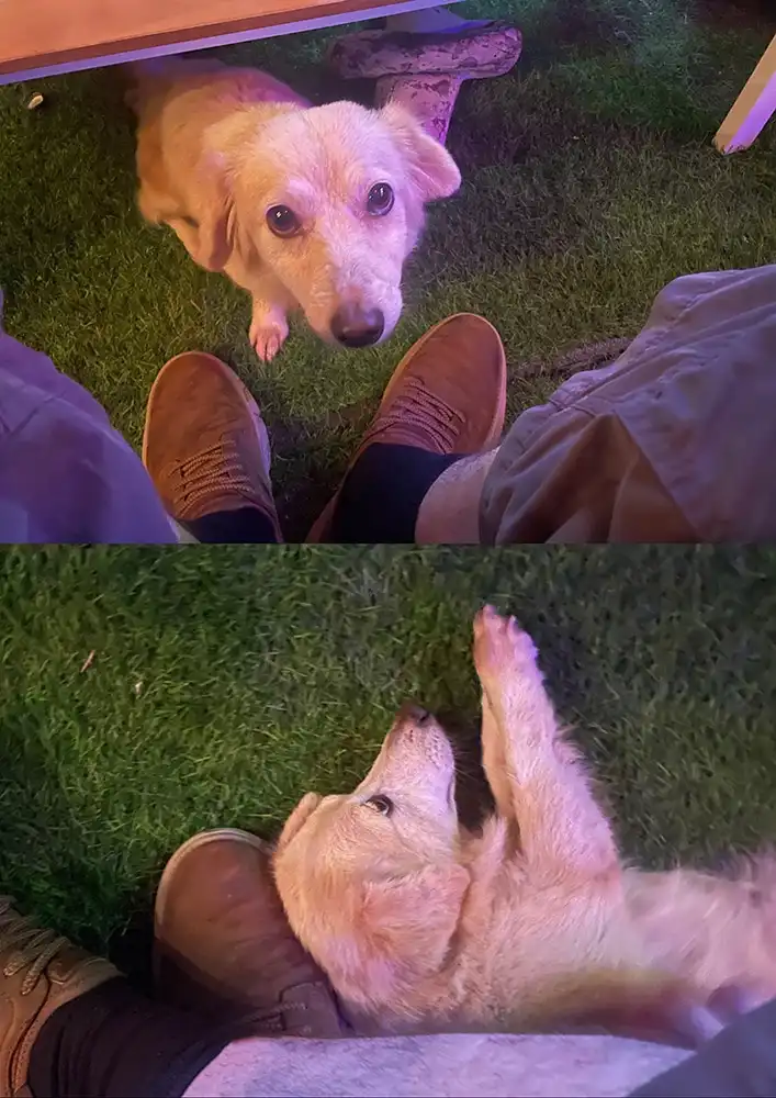 A two-panel image shows a light-colored dog on grass. In the top panel, the dog looks up pleadingly at a person's brown…