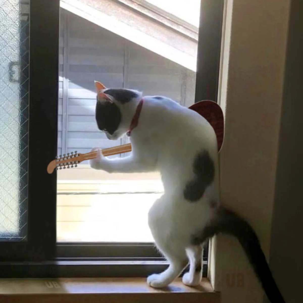 A black-and-white cat stands on its hind legs on a windowsill, holding a digitally added guitar neck with its front paws…