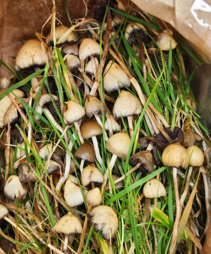 A close-up photo shows a brown paper bag overflowing with numerous small, light-brown mushrooms mixed with green and dry…
