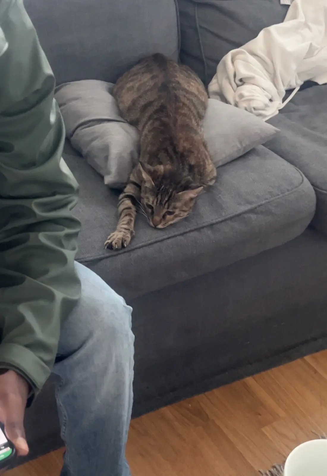 A tabby cat is curled up and sleeping on a gray couch cushion next to a person wearing a green jacket and jeans. The person…